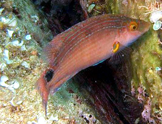 Symphodus mediterraneus_0007